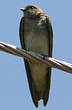 Hirondelle paludicole