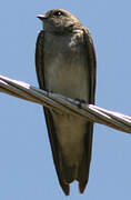 Brown-throated Martin