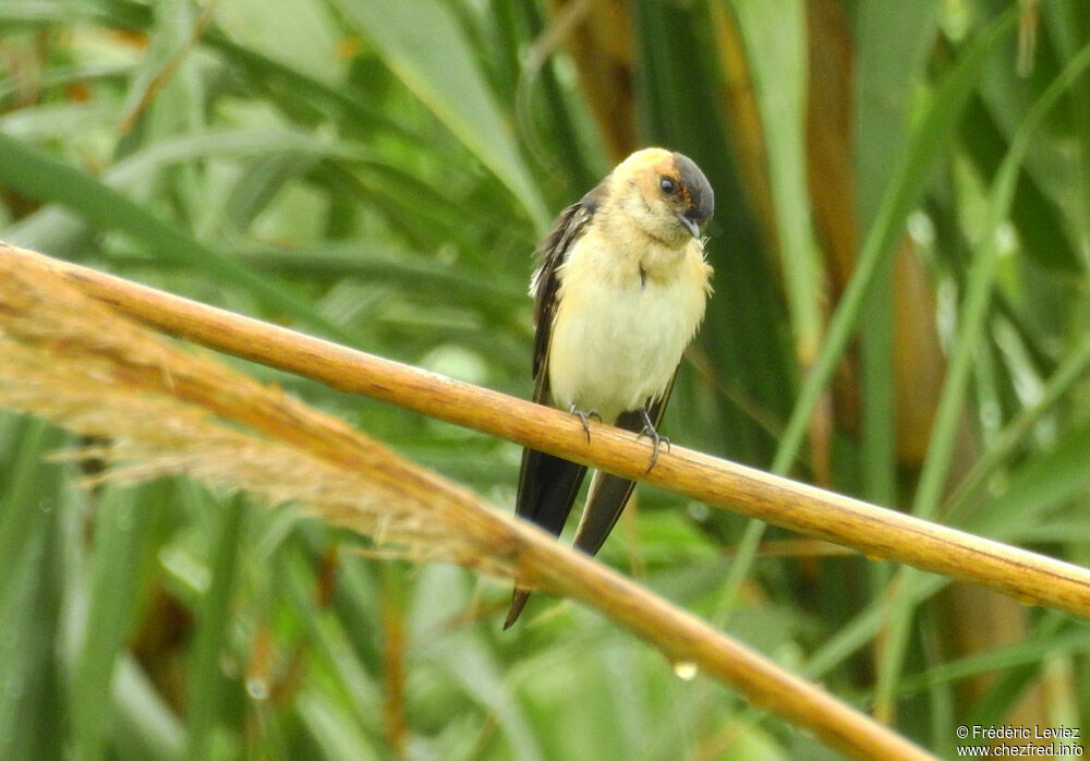 Hirondelle rousseline