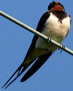 Barn Swallow