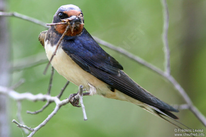 Barn Swallowadult