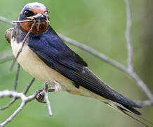 Barn Swallow