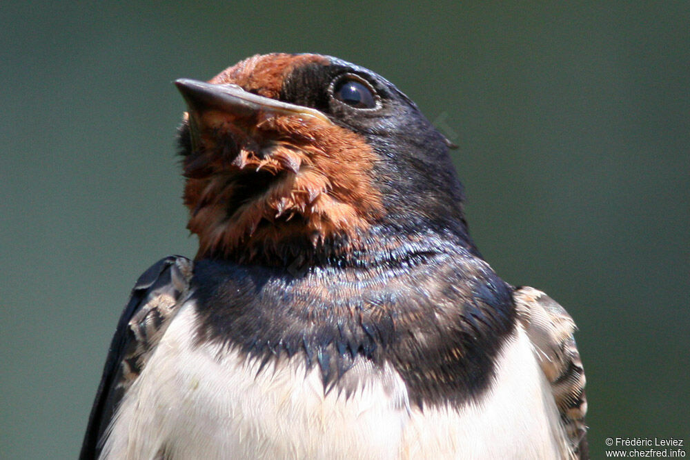 Hirondelle rustiqueadulte, identification