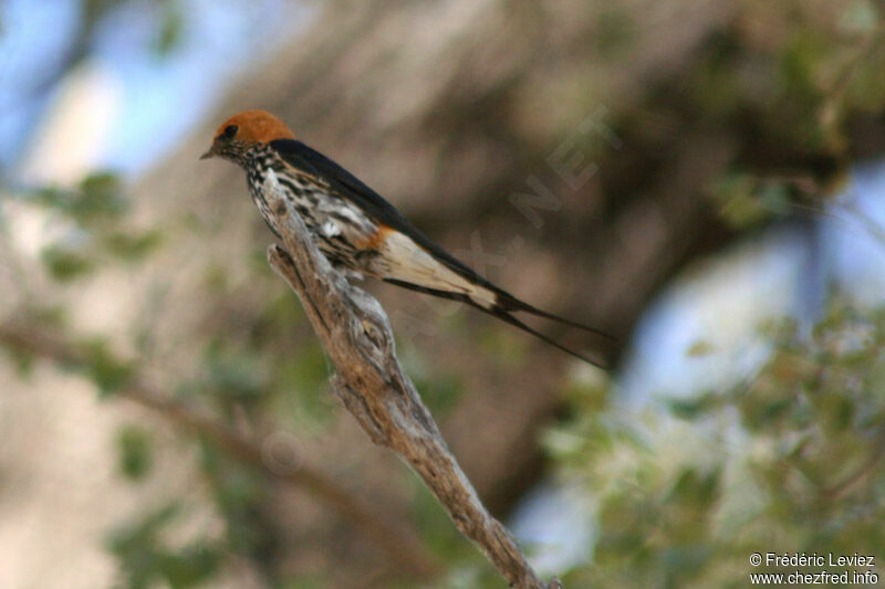 Hirondelle striéeadulte