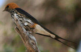 Lesser Striped Swallow