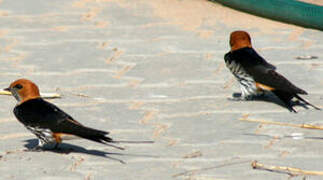 Lesser Striped Swallow