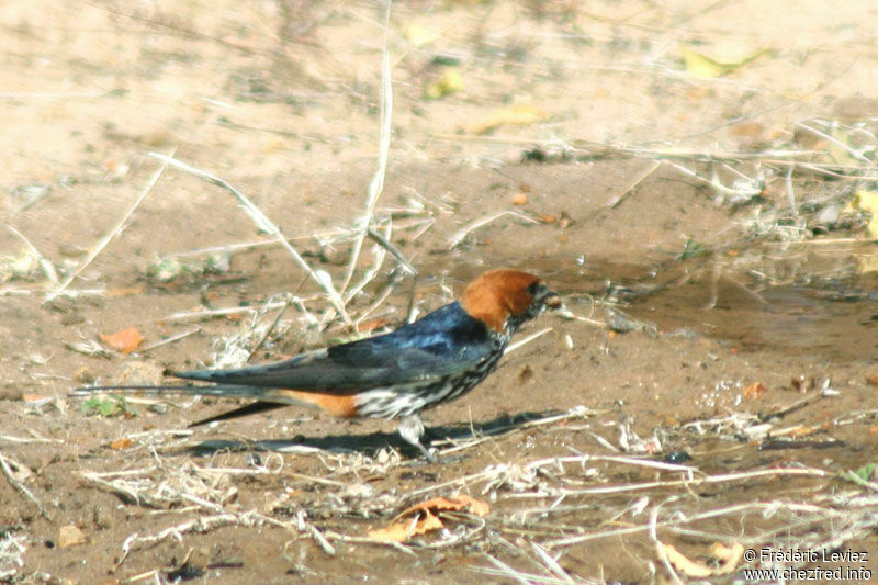 Lesser Striped Swallowadult