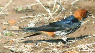 Lesser Striped Swallow