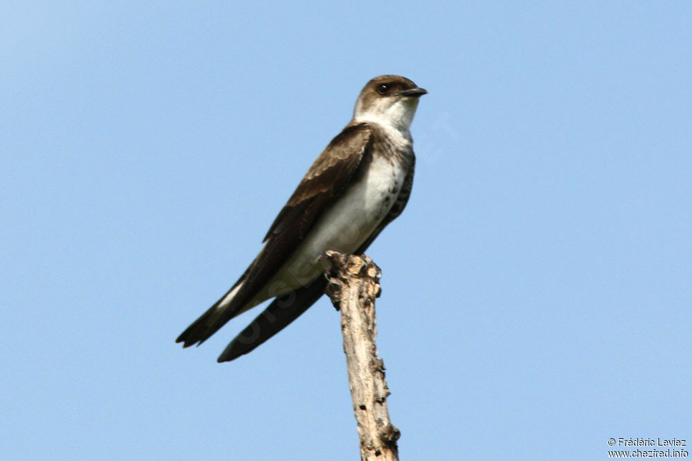 Brown-chested Martinadult, identification