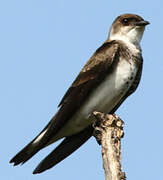 Brown-chested Martin