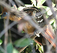 Hoatzin