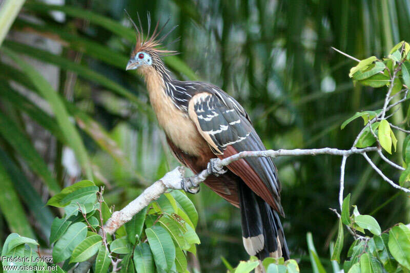 Hoazin huppéadulte, identification