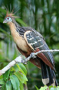 Hoatzin