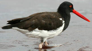 American Oystercatcher