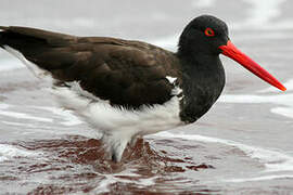 American Oystercatcher