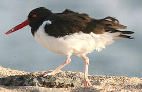 American Oystercatcher