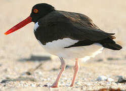 American Oystercatcher