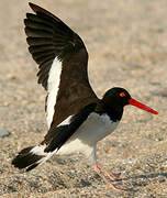 American Oystercatcher