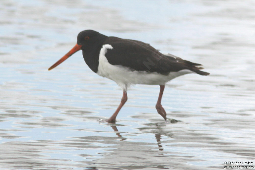 South Island Oystercatcheradult, identification