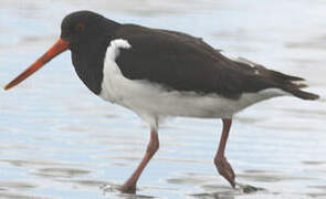 South Island Oystercatcher