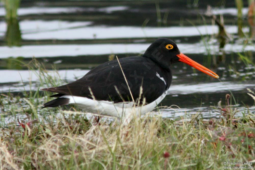 Magellanic Oystercatcheradult, identification