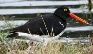 Magellanic Oystercatcher