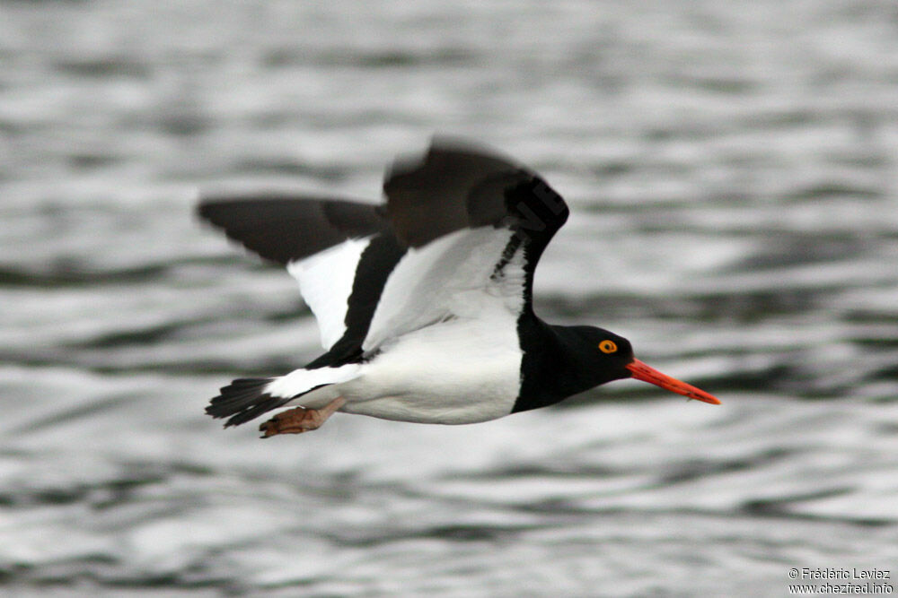 Magellanic Oystercatcheradult, Flight