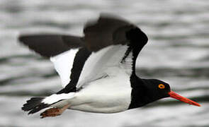 Magellanic Oystercatcher