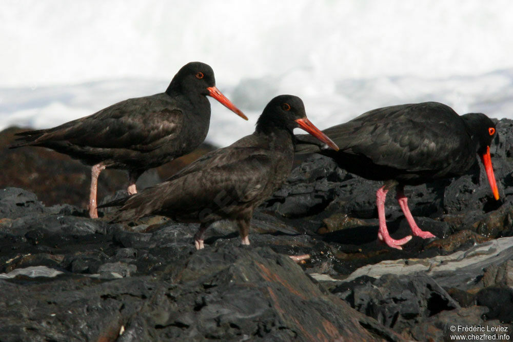 African Oystercatcheradult