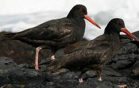 African Oystercatcher