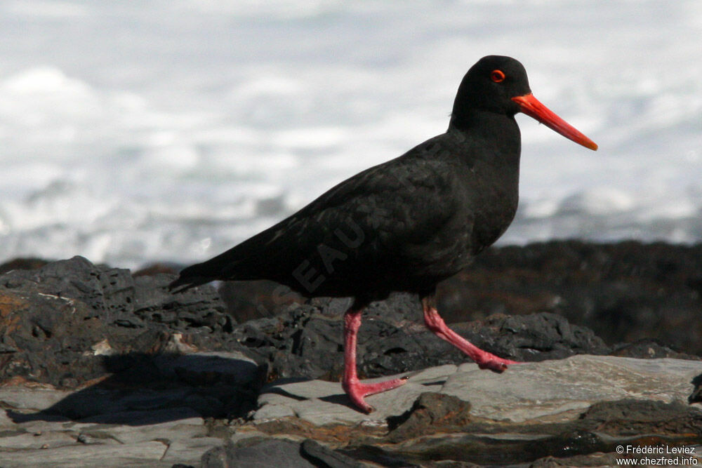 African Oystercatcheradult, identification