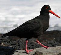 African Oystercatcher