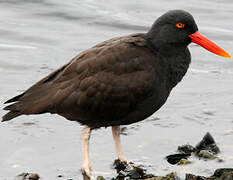 Blackish Oystercatcher