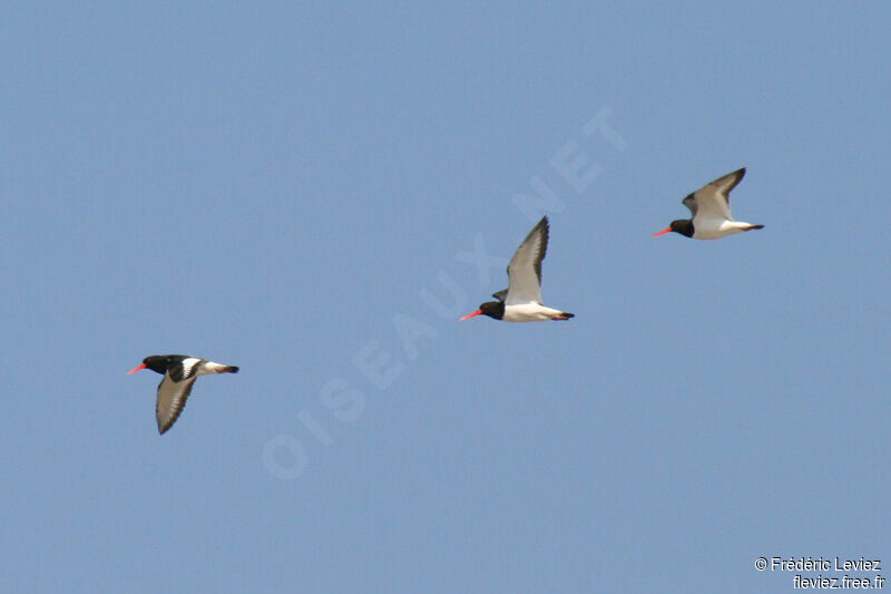 Eurasian Oystercatcheradult