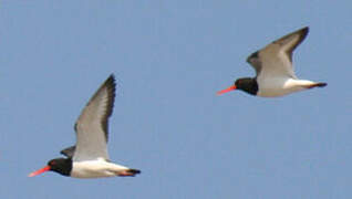 Eurasian Oystercatcher