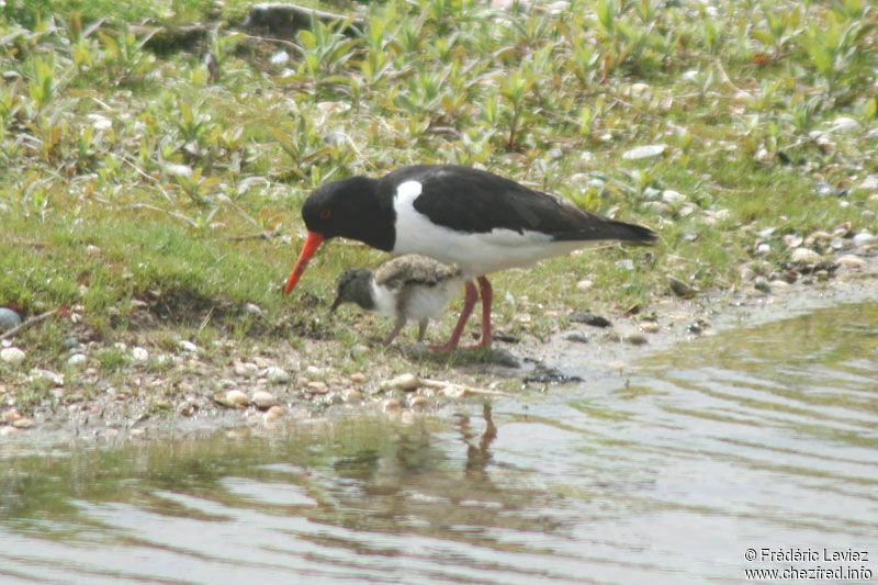 Eurasian Oystercatcher