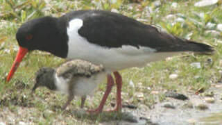 Eurasian Oystercatcher