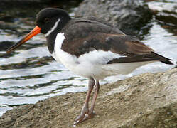 Eurasian Oystercatcher