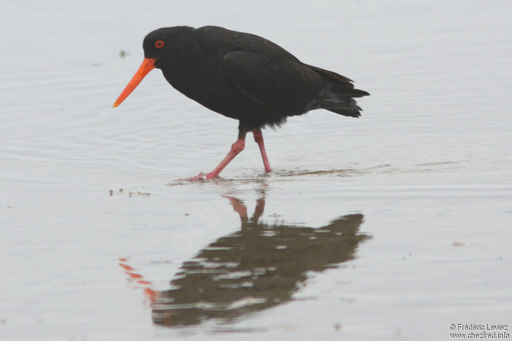 Variable Oystercatcheradult breeding, identification