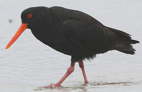 Variable Oystercatcher