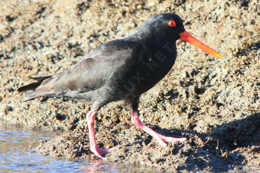 Variable Oystercatcheradult breeding, identification