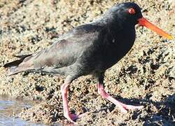 Variable Oystercatcher