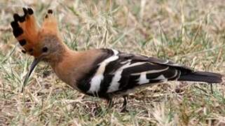 African Hoopoe