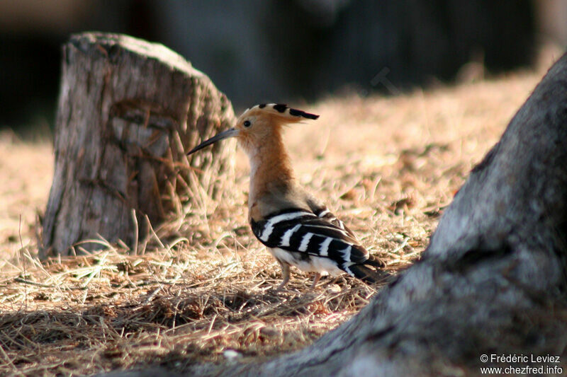 Madagascan Hoopoeadult