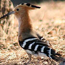 Huppe de Madagascar