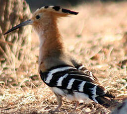 Huppe de Madagascar