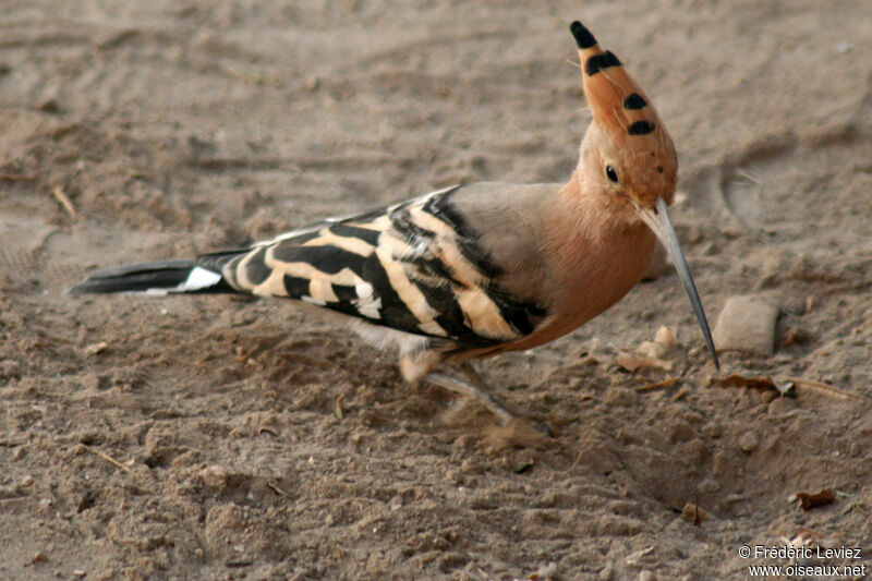 Eurasian Hoopoe