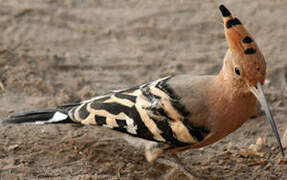 Eurasian Hoopoe