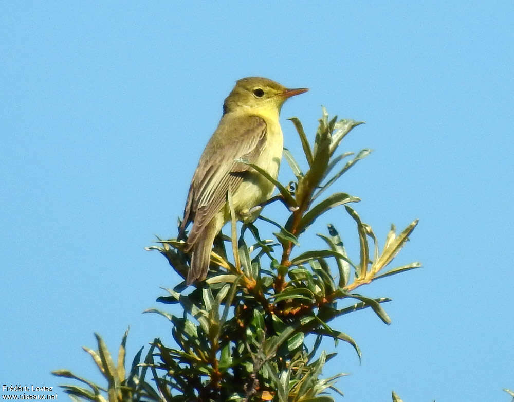 Hypolaïs ictérineadulte, identification