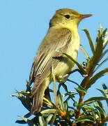 Icterine Warbler